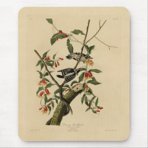 Downy Woodpecker - von Audubons Vögeln Amerikas Mousepad