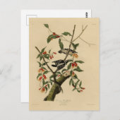 Downy Woodpecker - von Audubons Vögeln Amerikas Postkarte (Vorne/Hinten)