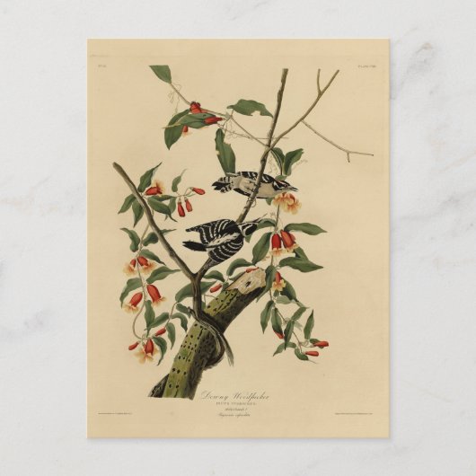 Downy Woodpecker - von Audubons Vögeln Amerikas Postkarte (Vorderseite)