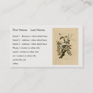 Downy Woodpecker - von Audubons Vögeln Amerikas Visitenkarte