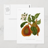 Doyenne du Comice Birne Postkarte (Vorne/Hinten)
