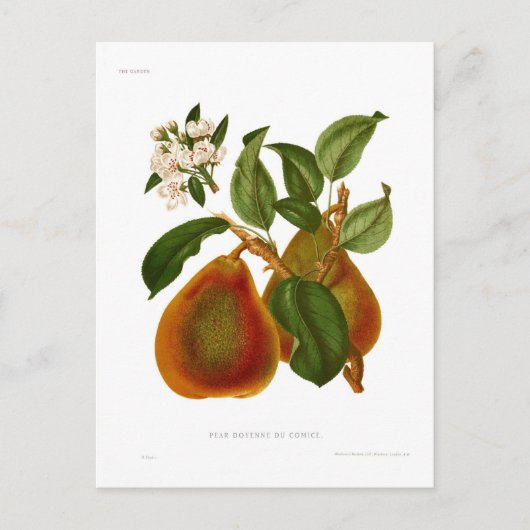 Doyenne du Comice Birne Postkarte (Vorderseite)