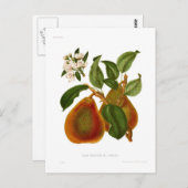 Doyenne du Comice Pear Postkarte (Vorne/Hinten)