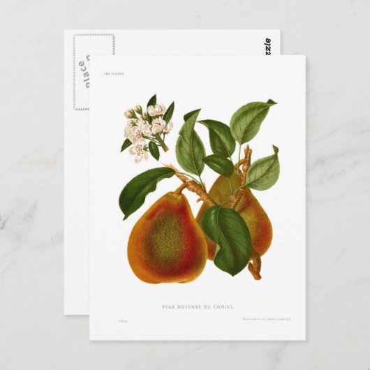 Doyenne du Comice Pear Postkarte (Vorne/Hinten)
