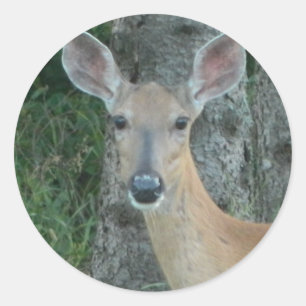 Doyes Beautiful Deer Whitetail Scrapbooking Runder Aufkleber