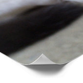 Dozing Calico Kitten Poster (Ecke)