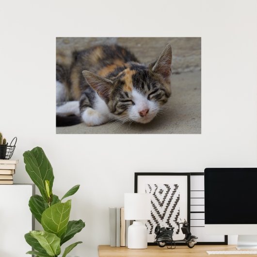 Dozing Calico Kitten Poster (Heimbüro)