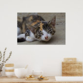 Dozing Calico Kitten Poster (Küche)