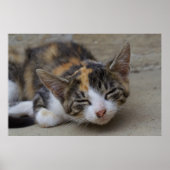 Dozing Calico Kitten Poster (Vorne)