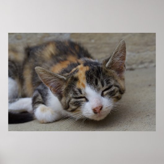 Dozing Calico Kitten Poster (Vorne)