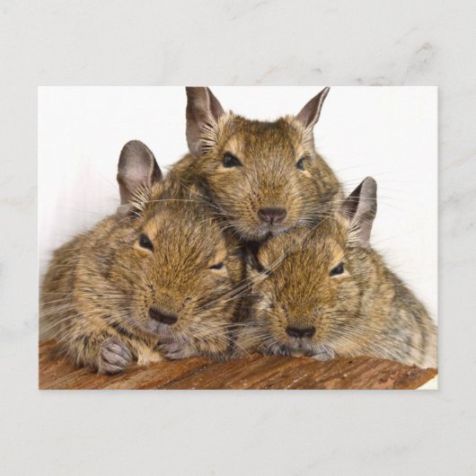 Dozing Degu Trio Postkarten (Vorderseite)