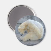 Dozing Polar Magnet (Vorderseite/Rückseite)