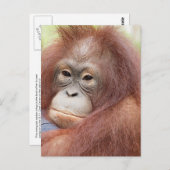 Dr. Ann der Orangutan Postkarte (Vorne/Hinten)