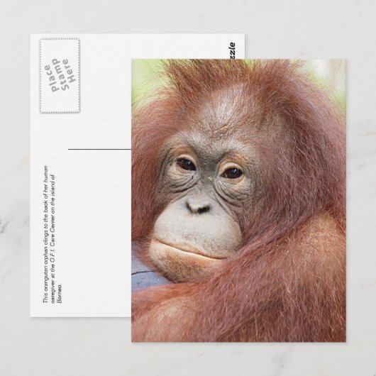 Dr. Ann der Orangutan Postkarte (Vorne/Hinten)