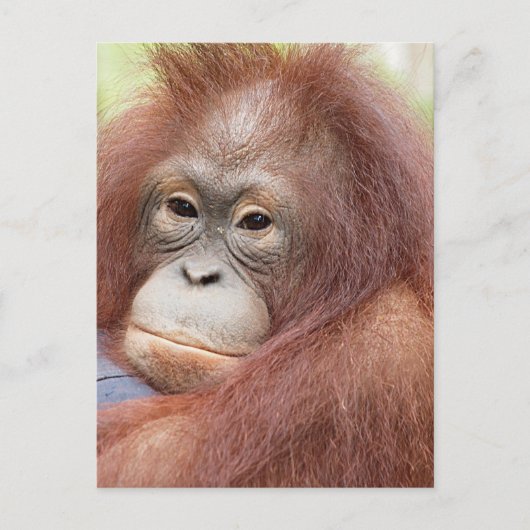 Dr. Ann der Orangutan Postkarte (Vorderseite)