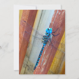 Drache-Fliegen-12x18 Ausdruck-/Grußkarte Dankeskarte