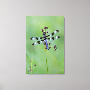 Drachefliege gehockt auf Gras, Kanada Leinwanddruck