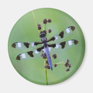 Drachefliege gehockt auf Gras, Kanada Magnet