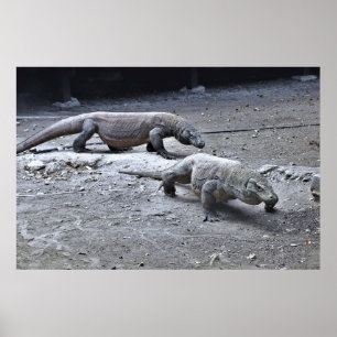 Drachen auf Patrol Poster