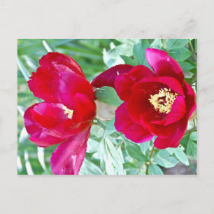 Drachen, Tiger und Volkswirtschaften IV Postkarte