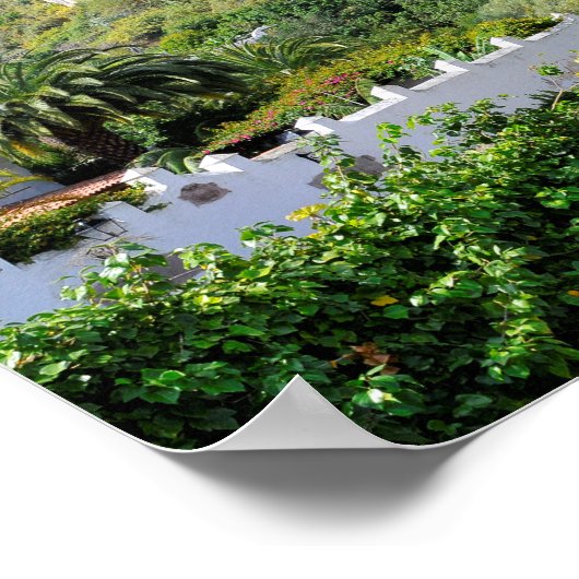 Drachenbaum auf Teneriffa Poster (Ecke)