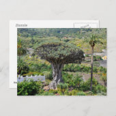 Drachenbaum auf Teneriffa Postkarte (Vorne/Hinten)