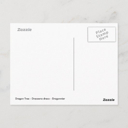 Drachenbaum auf Teneriffa Postkarte (Rückseite)