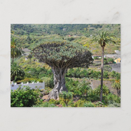 Drachenbaum auf Teneriffa Postkarte (Vorderseite)
