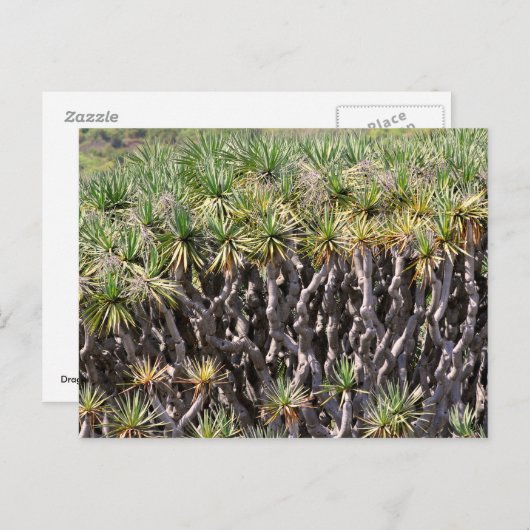 Drachenbaum auf Teneriffa Postkarte (Vorne/Hinten)