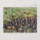 Drachenbaum auf Teneriffa Postkarte (Vorderseite)