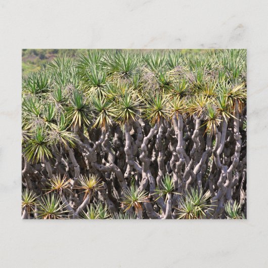 Drachenbaum auf Teneriffa Postkarte (Vorderseite)