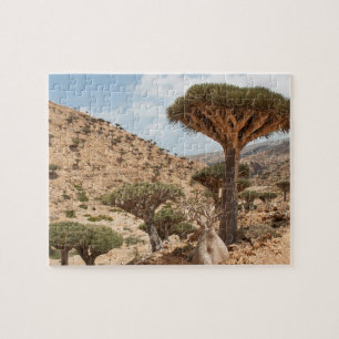 Drachenblut-Baumwald, Socotra-Insel, der Jemen Puzzle