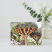 Drachenblutbäume Postkarte (Stehend Vorderseite)