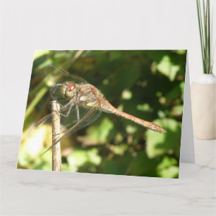 Drachenfliege auf der Twig-Grußkarte Karte