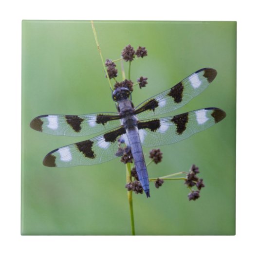 Drachenfliege auf Gras, Kanada Fliese (Vorderseite)
