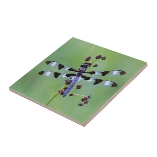 Drachenfliege auf Gras, Kanada Fliese (Seite)