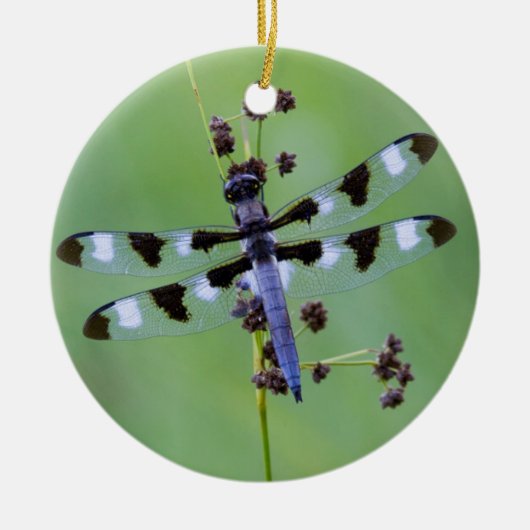 Drachenfliege auf Gras, Kanada Keramik Ornament (Vorne)