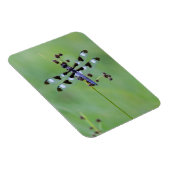 Drachenfliege auf Gras, Kanada Magnet (Rechte Seite)