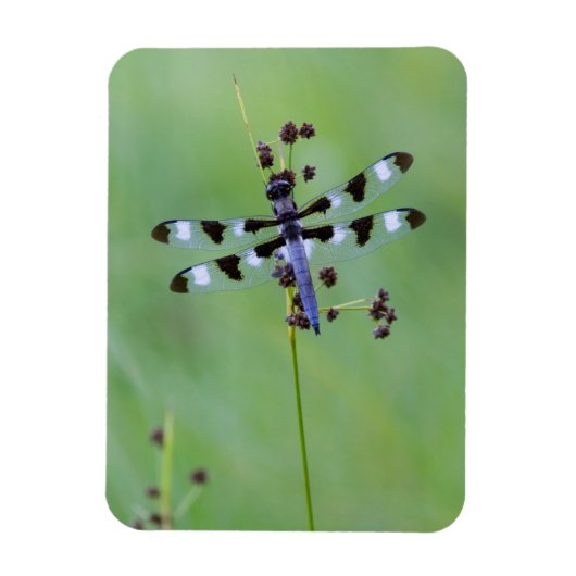 Drachenfliege auf Gras, Kanada Magnet (Vertikal)