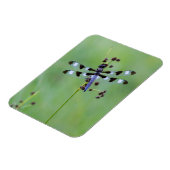 Drachenfliege auf Gras, Kanada Magnet (Linke Seite)