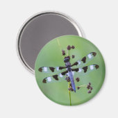 Drachenfliege auf Gras, Kanada Magnet (Vorderseite/Rückseite)