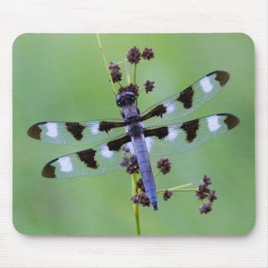Drachenfliege auf Gras, Kanada Mousepad (Vorne)