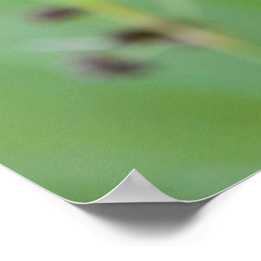 Drachenfliege auf Gras, Kanada Poster (Ecke)