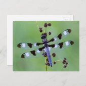 Drachenfliege auf Gras, Kanada Postkarte (Vorne/Hinten)