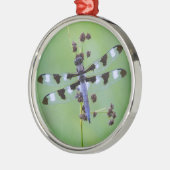 Drachenfliege auf Gras, Kanada Silbernes Ornament (Links)