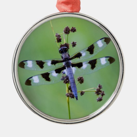 Drachenfliege auf Gras, Kanada Silbernes Ornament (Vorne)