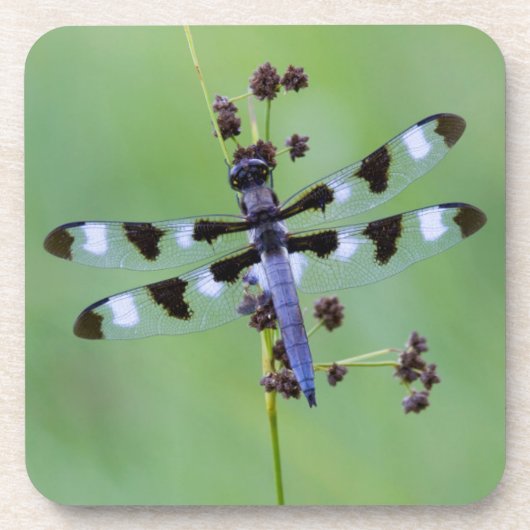 Drachenfliege auf Gras, Kanada Untersetzer (Vorderseite)