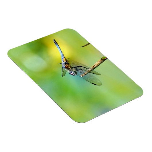 Drachenfliege hing an! magnet (Rechte Seite)