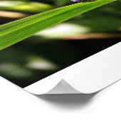 Drachenfliege mit Eiern Poster (Ecke)