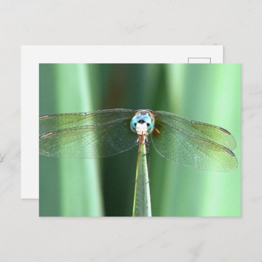 Drachenfliege nach oben postkarte (Vorne/Hinten)